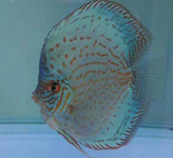 七彩燕鱼饲养方法（附：26种七彩鱼图片）