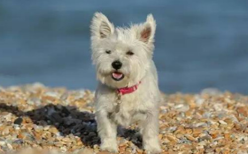 西高地犬多少钱一只