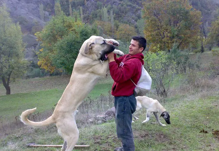一只坎高犬的价格及图片