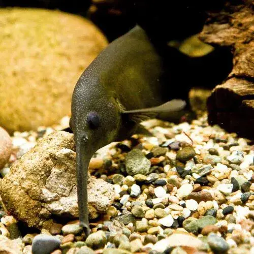 什么鱼能与象鼻鱼混养（附：象鼻鱼饲养方法）