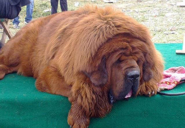 藏獒犬可以养吗（详解：藏獒犬不适合家养的5大原因）