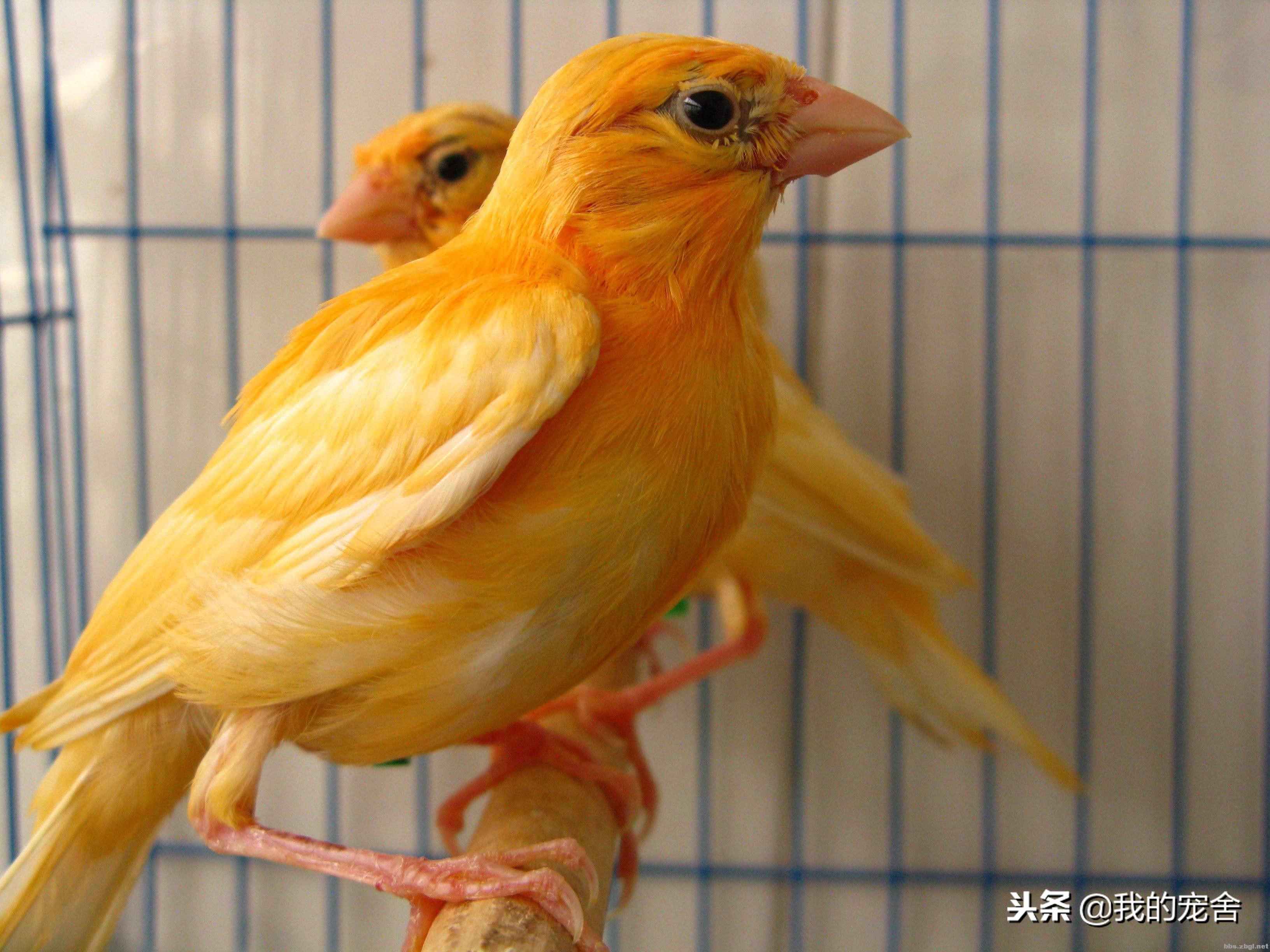 推荐10种好养的宠物鸟及排名