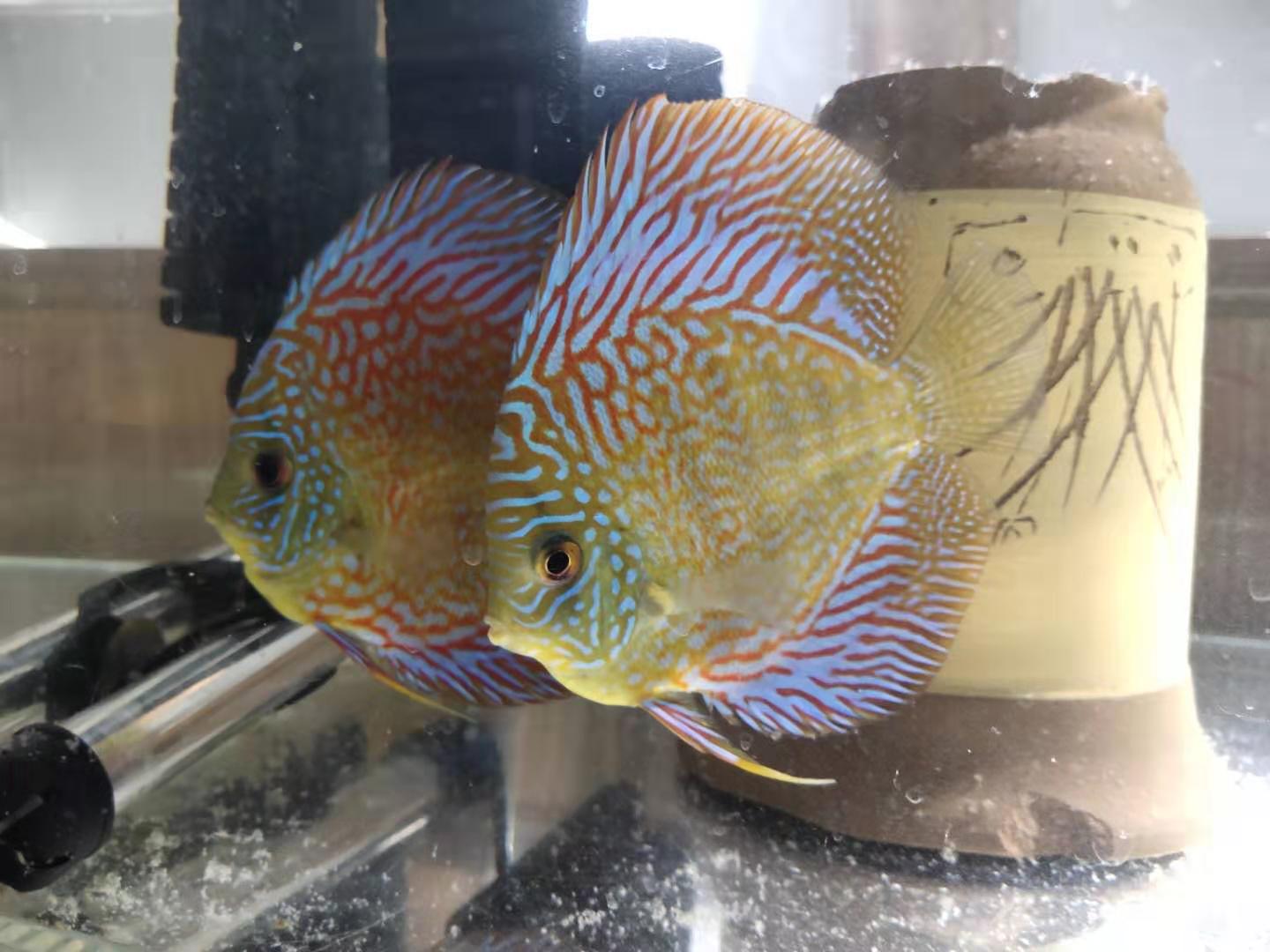 七彩鱼的养殖技巧及注意事项（附：调理养七彩鱼的水质）