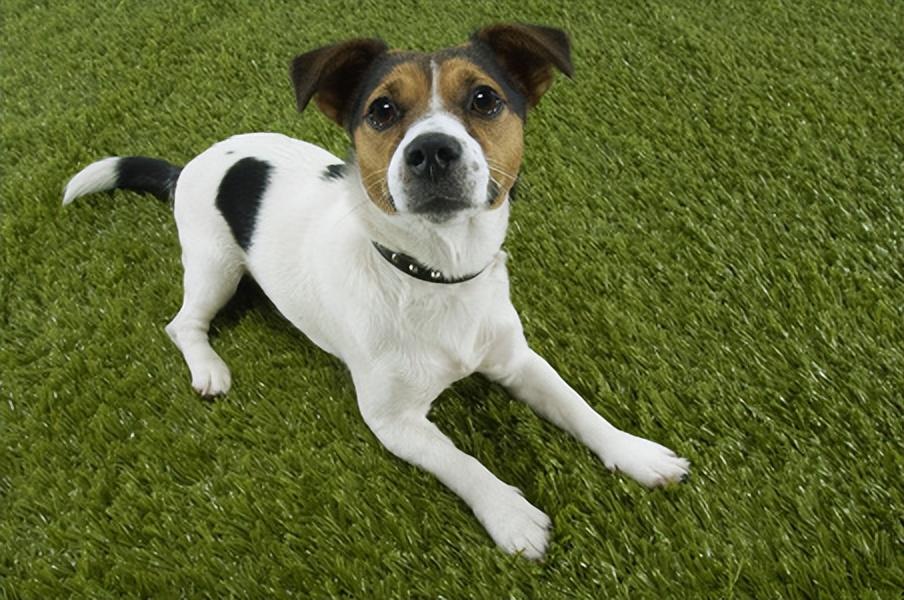 梗犬种类大全（十大梗犬排行榜）