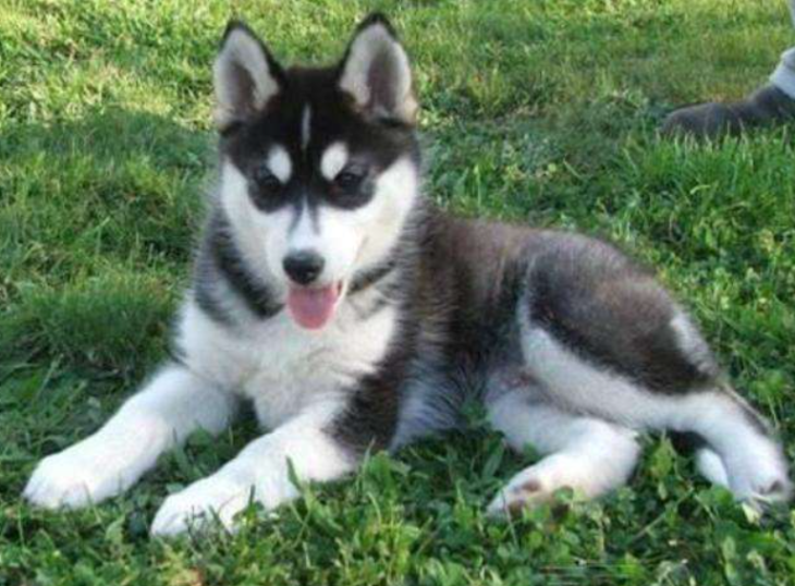 哈士奇的特点和性格