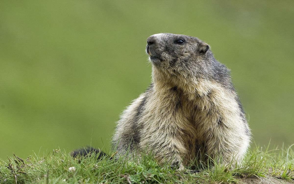 土拨鼠图片呆萌（物种百科：旱獭又称土拨鼠）