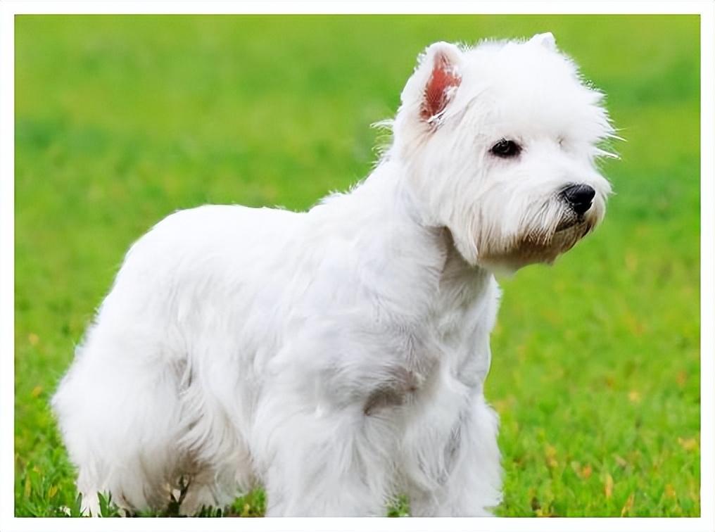 梗犬种类大全（十大梗犬排行榜）