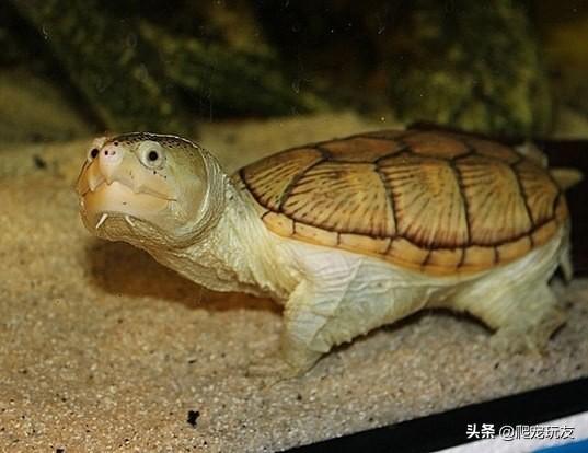 窄桥龟好养吗（详解：窄桥蛋龟饲养方法）