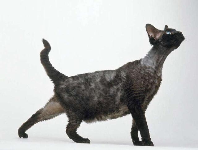 科尼斯雷克斯猫性格