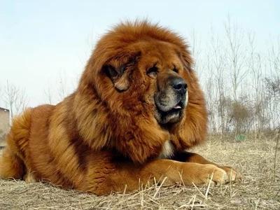 藏獒犬可以养吗（详解：藏獒犬不适合家养的5大原因）