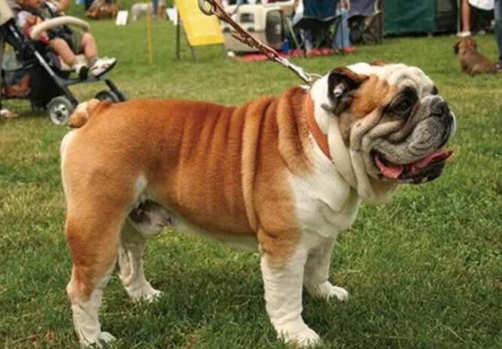 英国斗牛犬（英国斗牛犬特征资料）
