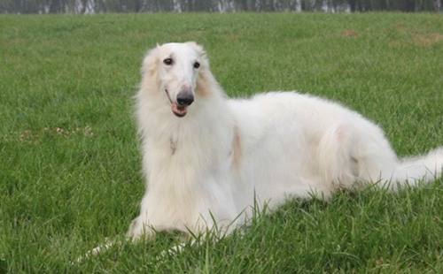 苏俄牧羊犬是那个国家