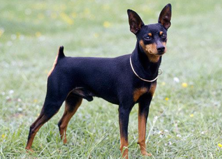 纯种小鹿犬的优点与缺点（小鹿犬的饲养方法）