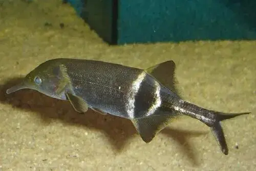 什么鱼能与象鼻鱼混养（附：象鼻鱼饲养方法）