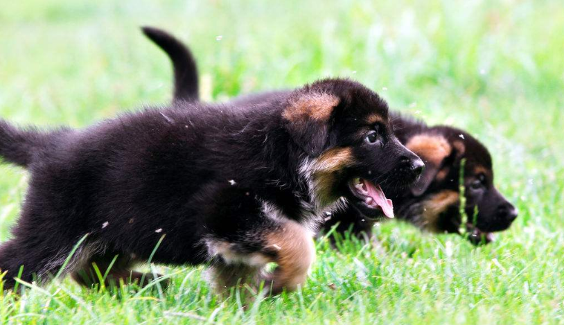 长毛德牧和短毛德牧区别及图片（德牧德牧怎么训练及饲养要点）