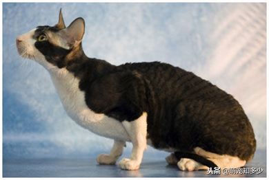 柯尼斯卷毛猫资料（塞尔凯克卷毛猫来源）