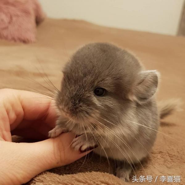 龙猫宠物图片（宠物店龙猫价格）