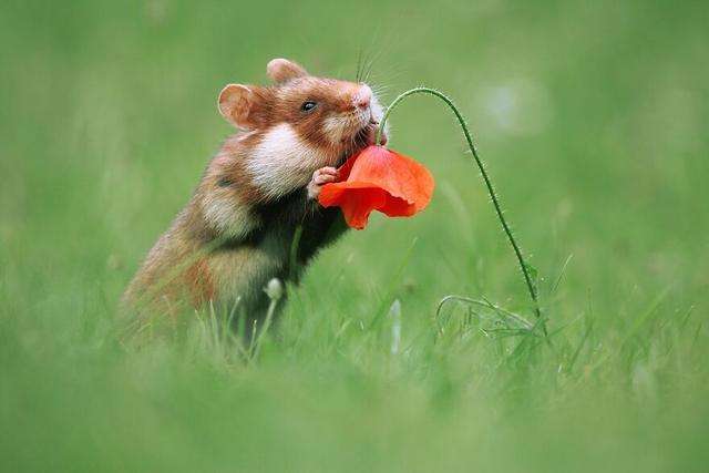 摄影师花10年拍摄仓鼠，这是最好的20张照片，老鼠也能拍得这么美