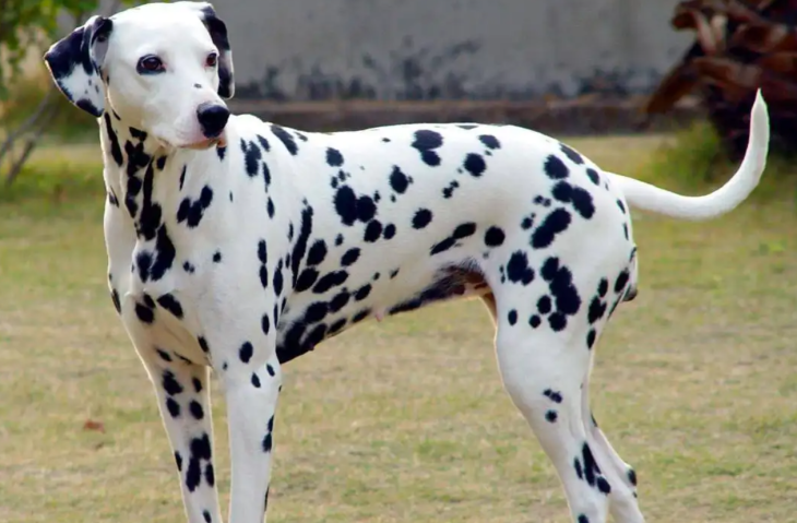 斑点狗属于什么型犬