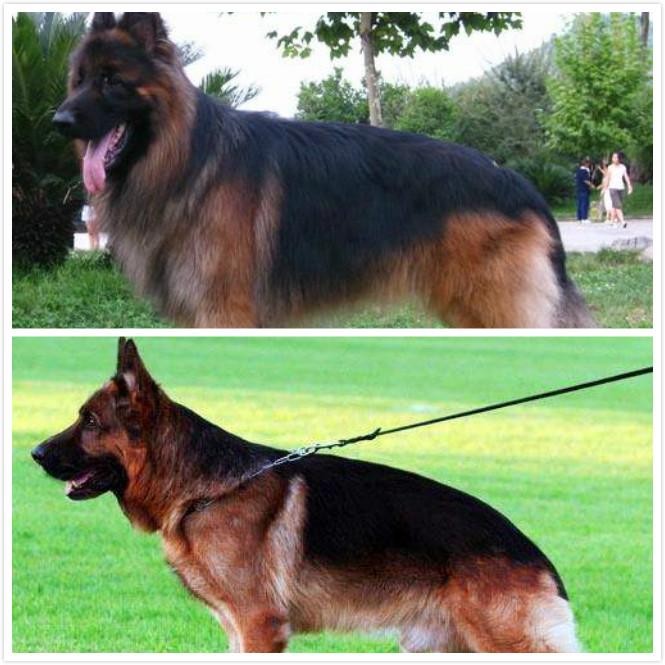 长毛德牧和短毛德牧区别及图片