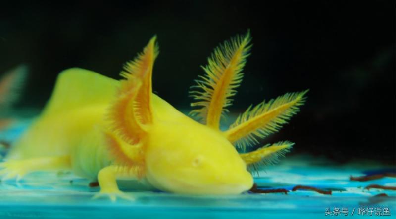 蝾螈六角龙（你知道蝾螈是几级保护动物吗）