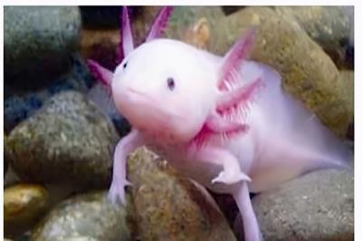 中国允许养的特殊宠物（中国允许养的十种稀有宠物）