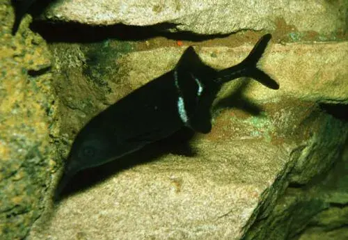 什么鱼能与象鼻鱼混养（附：象鼻鱼饲养方法）