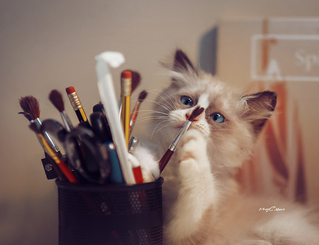 布偶猫的饲养方法和注意事项