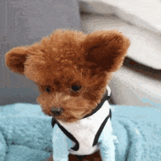 一只坎高犬的价格及图片（土耳其坎高犬中国哪里有卖的）