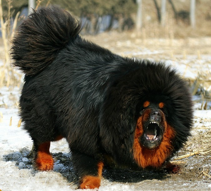 藏獒犬可以养吗（详解：藏獒犬不适合家养的5大原因）