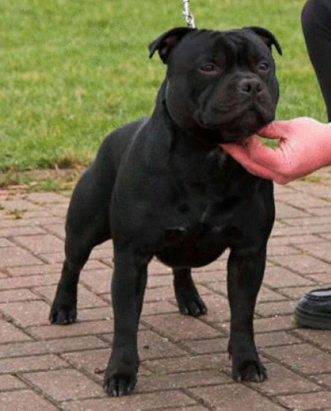 梗犬种类大全（十大梗犬排行榜）