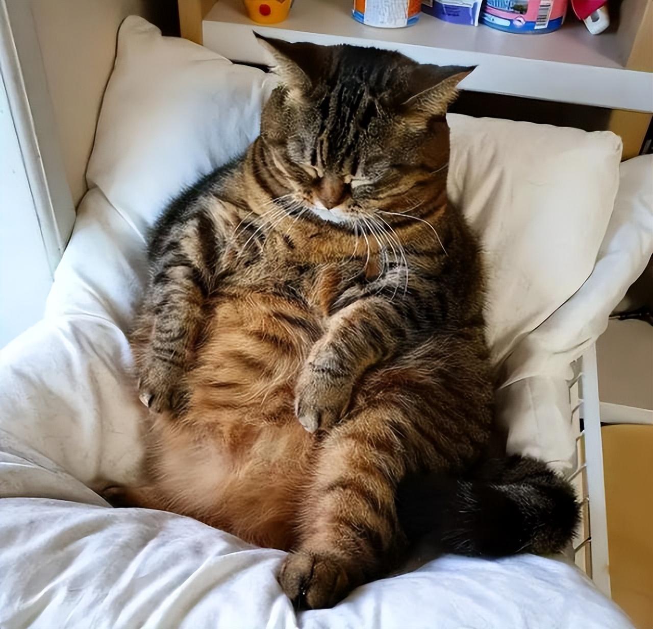 纯种狸花猫一只多少钱（小宠物猫的品种及价格）