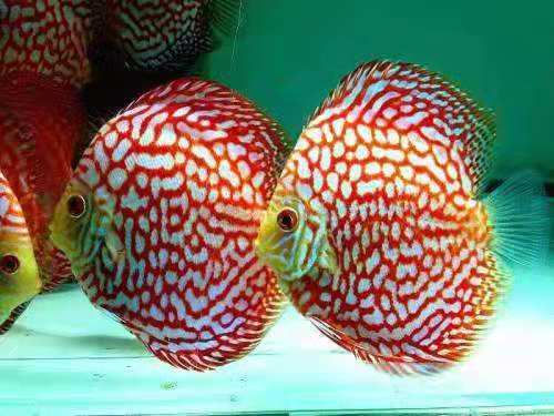 七彩燕鱼饲养方法（附：26种七彩鱼图片）