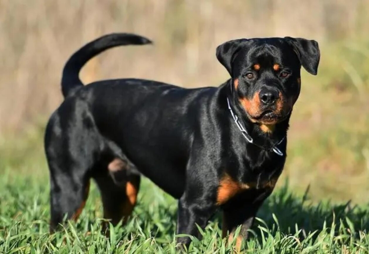 罗威纳犬的优点和缺点（罗威纳犬饲养注意事项）