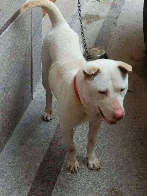 大头狗是什么品种及图片（潮汕大头犬）