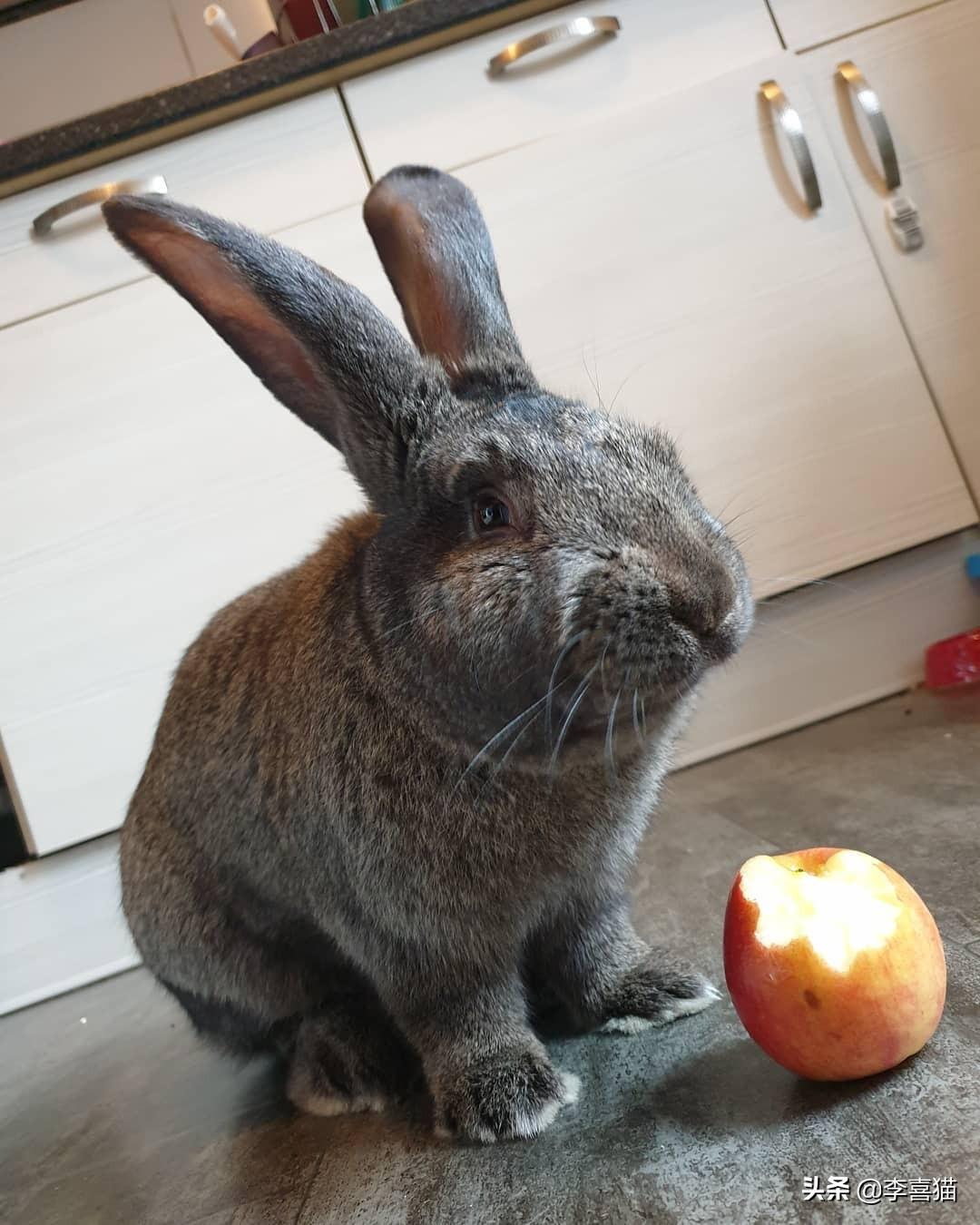 巨型花明兔难养吗（详解养巨型花明兔技巧）