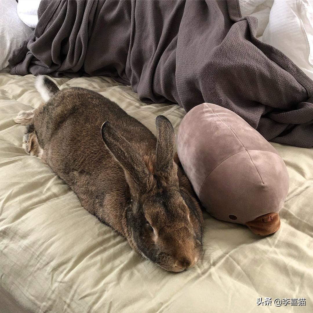 巨型花明兔难养吗（详解养巨型花明兔技巧）