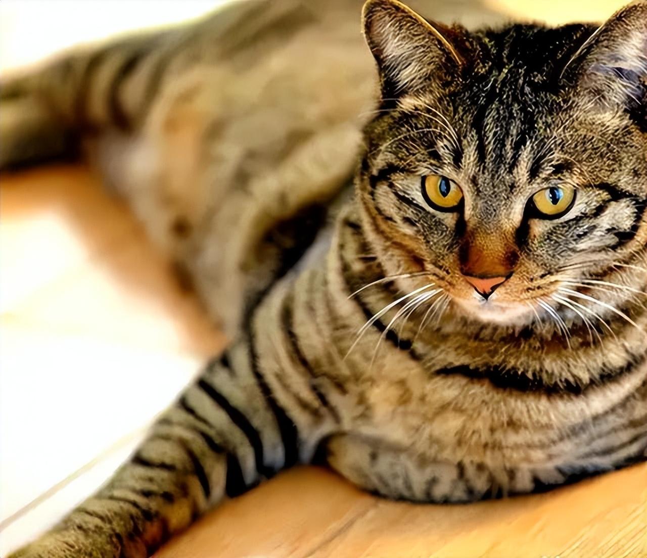 纯种狸花猫一只多少钱（小宠物猫的品种及价格）