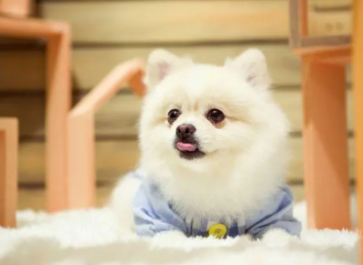 博美犬性格特点和缺点