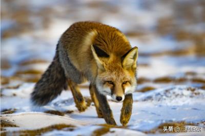 养狐狸当宠物可行？（狐狸好养吗）
