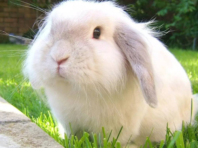 五种适合新手养的宠物兔（新手养哪种兔子比较好）