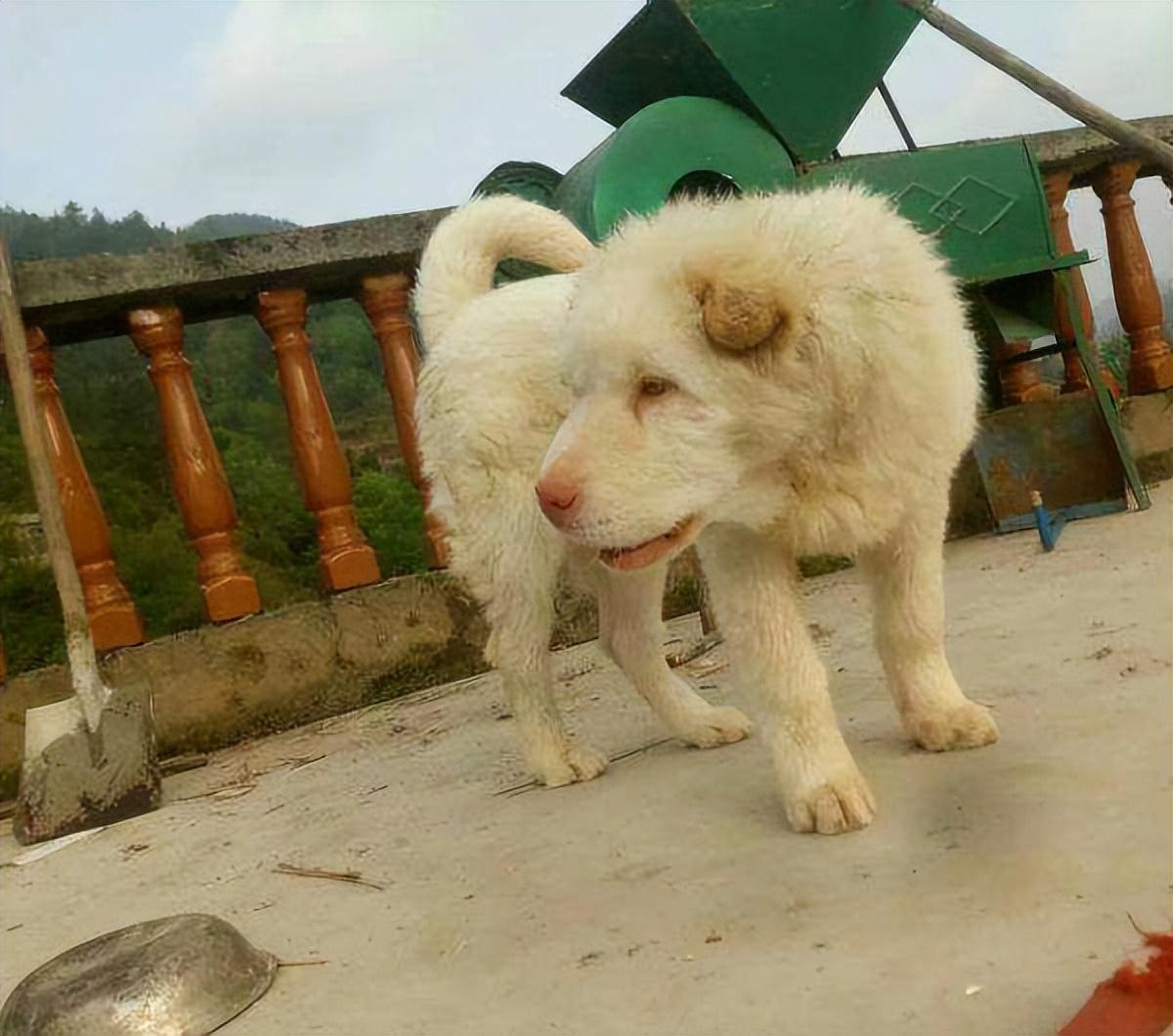 大头狗是什么品种及图片（潮汕大头犬）