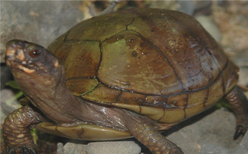 三趾箱龟品相怎么看
