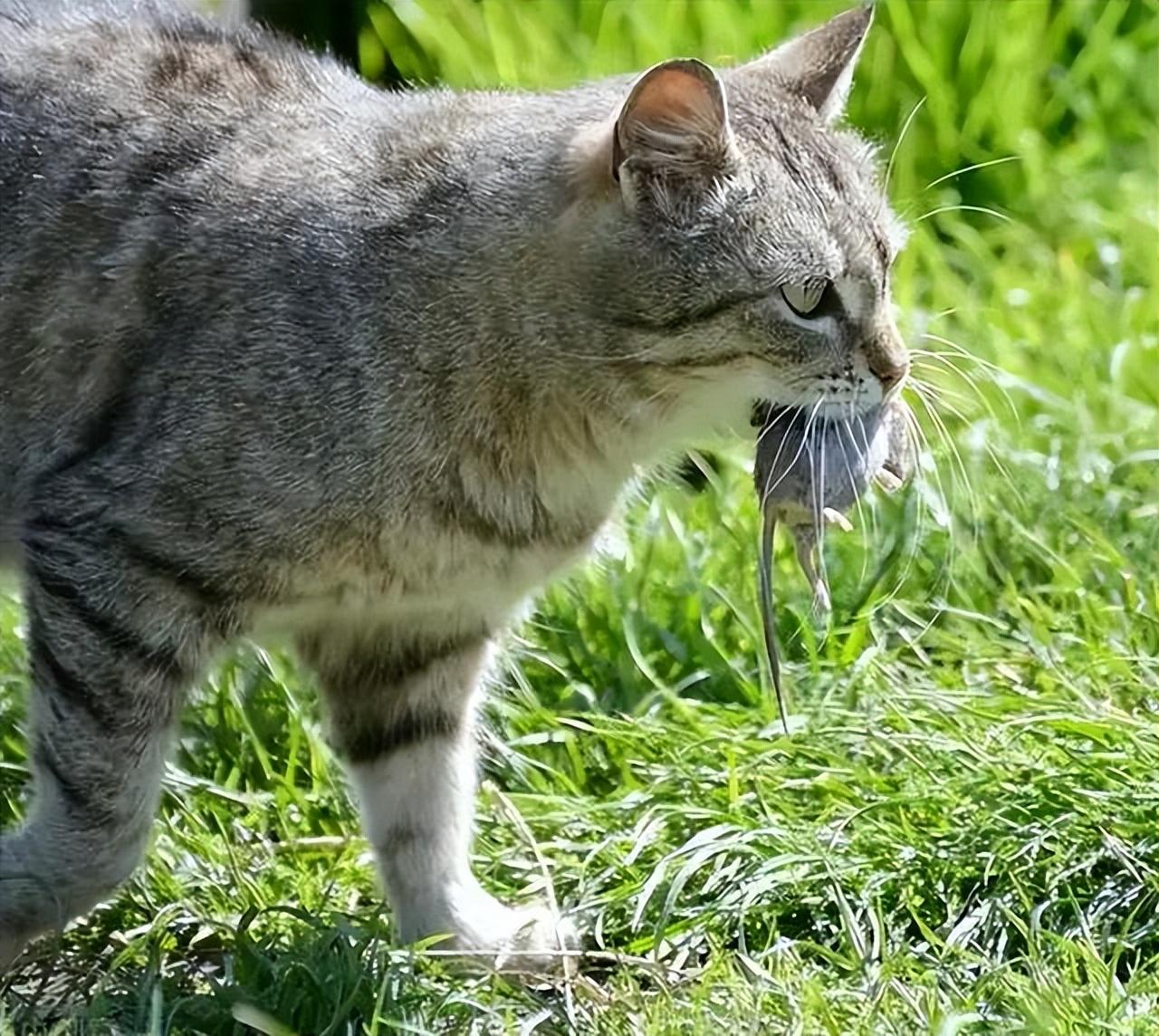 纯种狸花猫一只多少钱（小宠物猫的品种及价格）