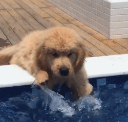 一只坎高犬的价格及图片（土耳其坎高犬中国哪里有卖的）