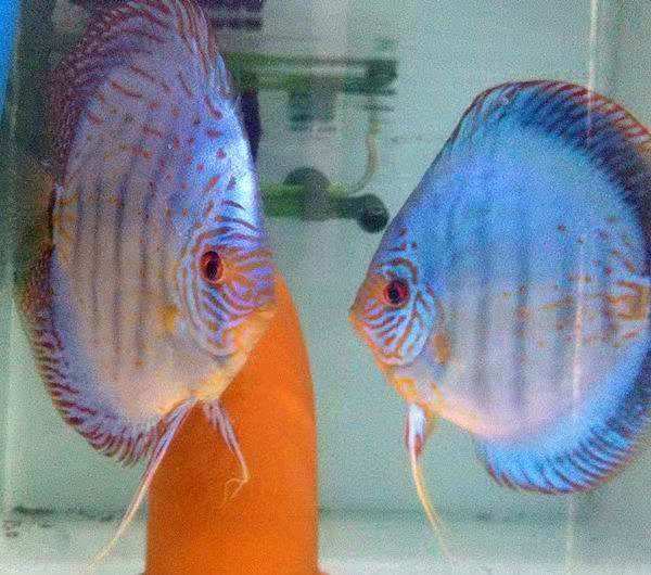 七彩燕鱼饲养方法（附：26种七彩鱼图片）