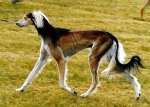 萨路基犬有多大(你知道萨路基犬在国内是禁养吗)