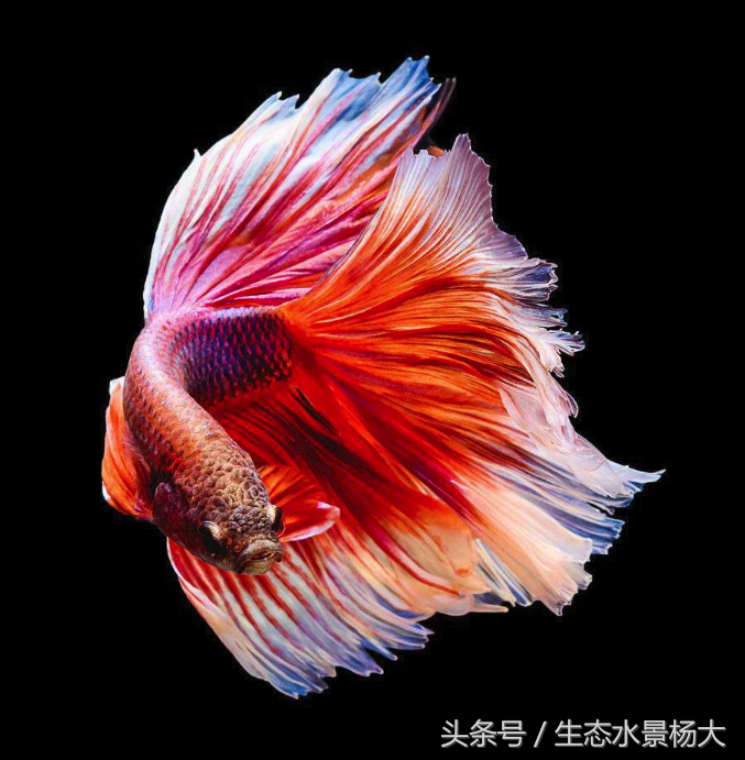 斗鱼怎么养殖（附：新手养斗鱼入门教程）