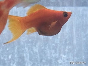 皮球鱼也称玛丽鱼(附:玛丽鱼资料大全)