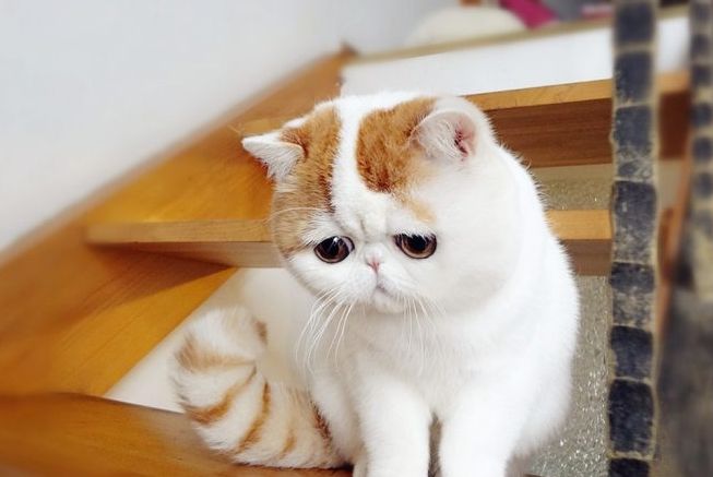 异国短毛猫长什么样